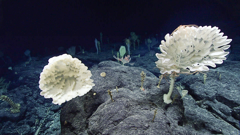 Image courtesy of the NOAA Office of Ocean Exploration and Research, 2017 Laulima O Ka Moana.